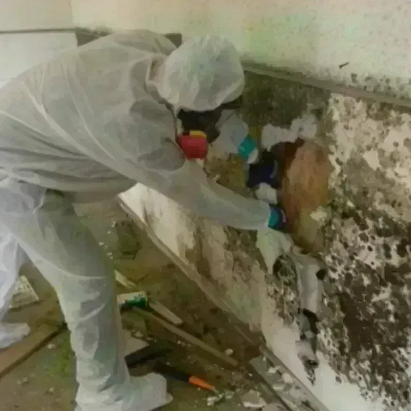 Mold Remediation and Removal in Wylie, TX